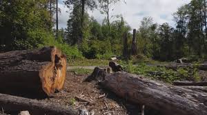 Best Fruit Tree Pruning  in Union City, TN