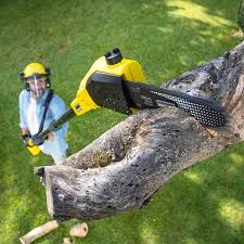 Best Tree Maintenance Programs  in Union City, TN