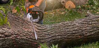 Best Lot and Land Clearing  in Union City, TN
