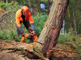 Best Firewood Processing and Delivery  in Union City, TN