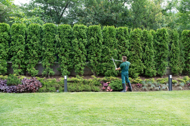 Best Palm Tree Trimming  in Union City, TN