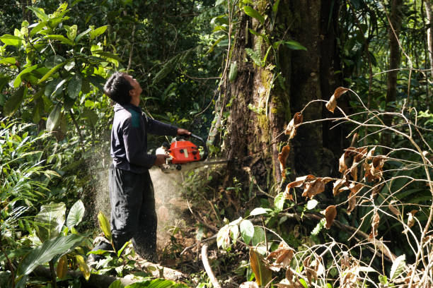 Best Commercial Tree Services  in Union City, TN
