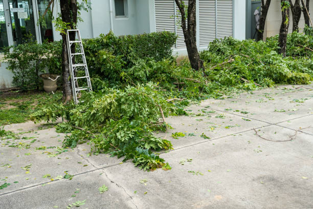 Best Tree Removal  in Union City, TN