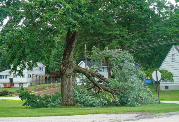 Best Hedge Trimming  in Union City, TN