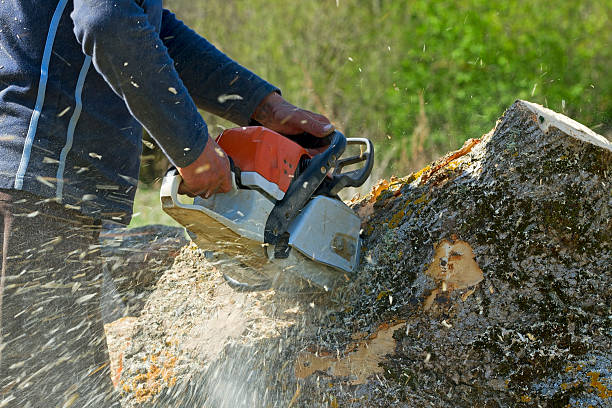 Best Tree Risk Assessment  in Union City, TN
