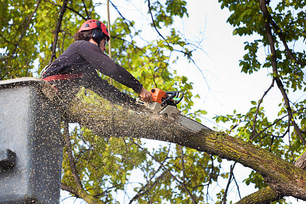 Best Lawn Pest Prevention  in Union City, TN