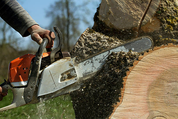 Best Root Management and Removal  in Union City, TN