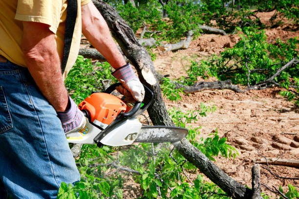 Best Seasonal Cleanup (Spring/Fall)  in Union City, TN